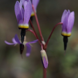 Primula hendersonii